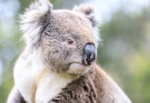 New national park to spread the love for Sydney koalas