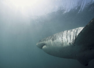 Govt backing for $2.4m Queensland shark behaviour research