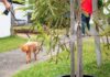 NSW Govt to expand greening grants program