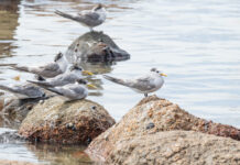 Victorian bird flu cases grow to seven