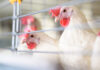 Victoria announces temporary poultry lockdown