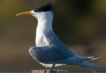Bird flu cases take off in South Australia