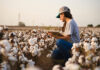 $14m cotton and grain industry research to grow drought resilience