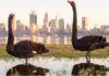 Protection strategy launched for Swan Canning river system